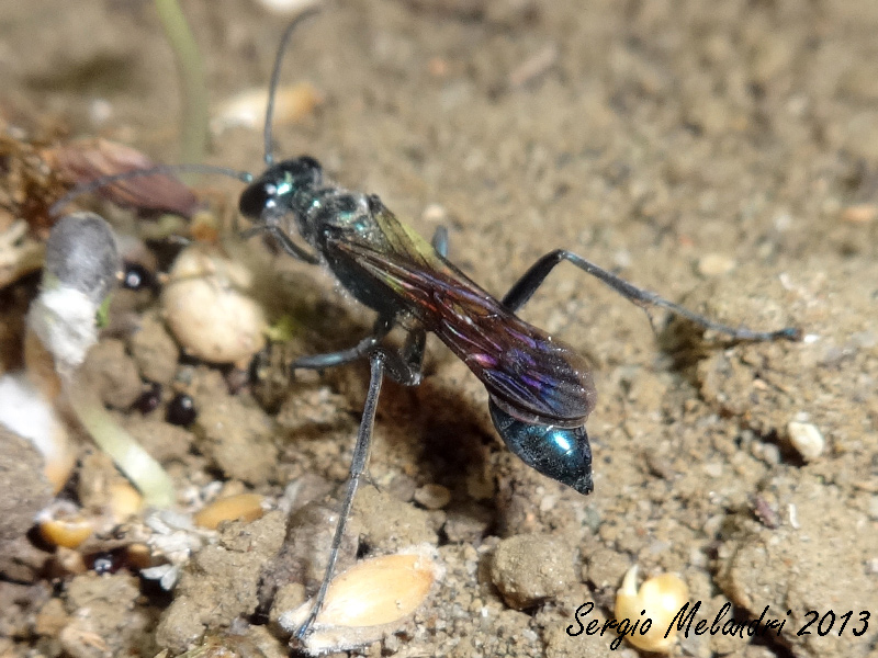 Chalybion Bengalense ???